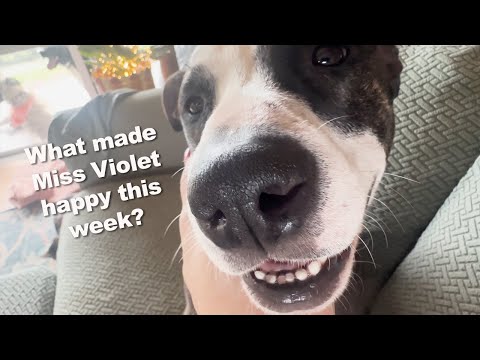 What Makes Miss Violet happy? | Adopted Special Needs Staffy Living the Good Life