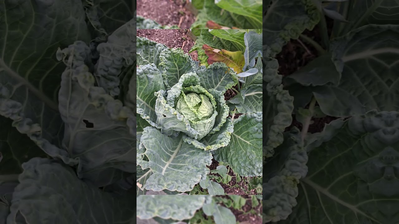 Plot to Plate Parr 27th July 2026