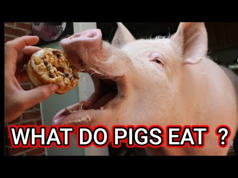 What Do Pigs Eat? A Comprehensive Guide for Farmers