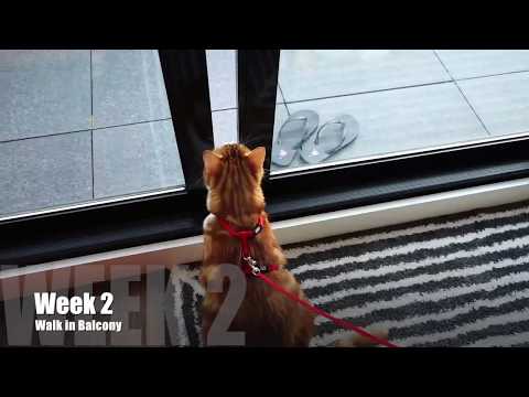 Harness Trained Cat Walking onto Balcony