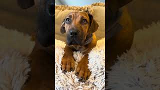 Video preview image #1 Mutt Puppy For Sale in Goodyear, AZ, USA