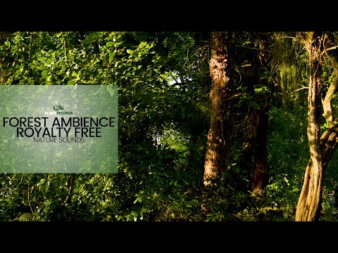 Forest Ambience - Nature Sound Effect (Free Download)