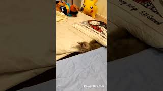 メインクーンのあかねちゃん 隙間で何を？ #cat #kitten  #メインクーン