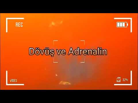 Zabit Samedov Vs Catalin Morocco