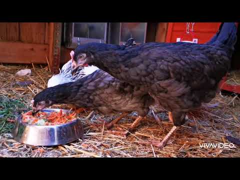 Hühner Haltung, Einzug der Hühner, Anfängertipps