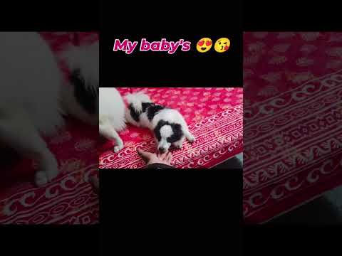 muhhh baby's 😍❤️😘💓🤩