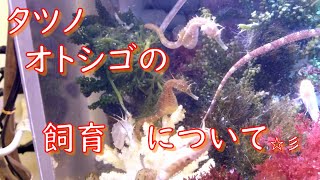 タツノオトシゴの飼育について、質問の多かったものを中心にお答えしてみました☆彡