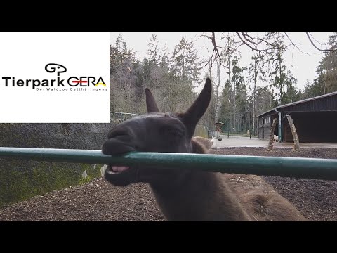 Tierpark Gera | 2020.01.18 | DJI Osmo Pocket