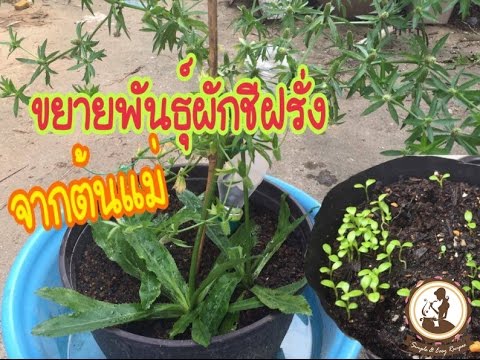 Uprozhnenie เพื่อเพิ่มสมาชิก การรักษาความอ่อนแอ