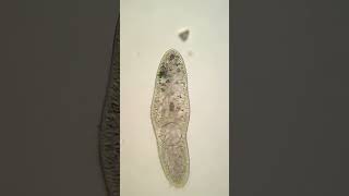 Download lagu PARAMECIUM IS INCREDIBLE #shorts #microscope #microscopy #paramecium #protozoa #biology #biologist mp3
