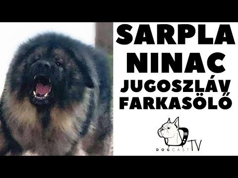 SARPLANINAC - JUGOSZLÁV FARKASÖLŐ! Fajtabemutató! DogCast TV!