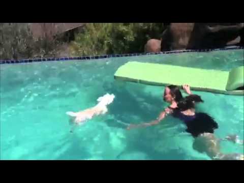 Toby the Westie's day at the pool