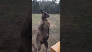 Kangaroo comes back for revenge after being punched in the face