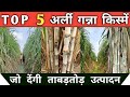 Top 5 Early Sugarcane Varieties That Produce Rapidly