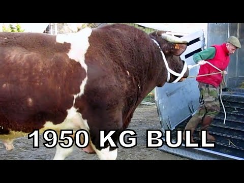 , title : 'Heaviest Bull In The World | 1950kg Bull named Fetard | Rouge des Pres breed'