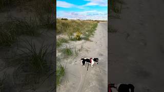 If You Like Butterfly Watching, Wildwood Crest is the Place to Go! Monarch Butterflies! 🦋