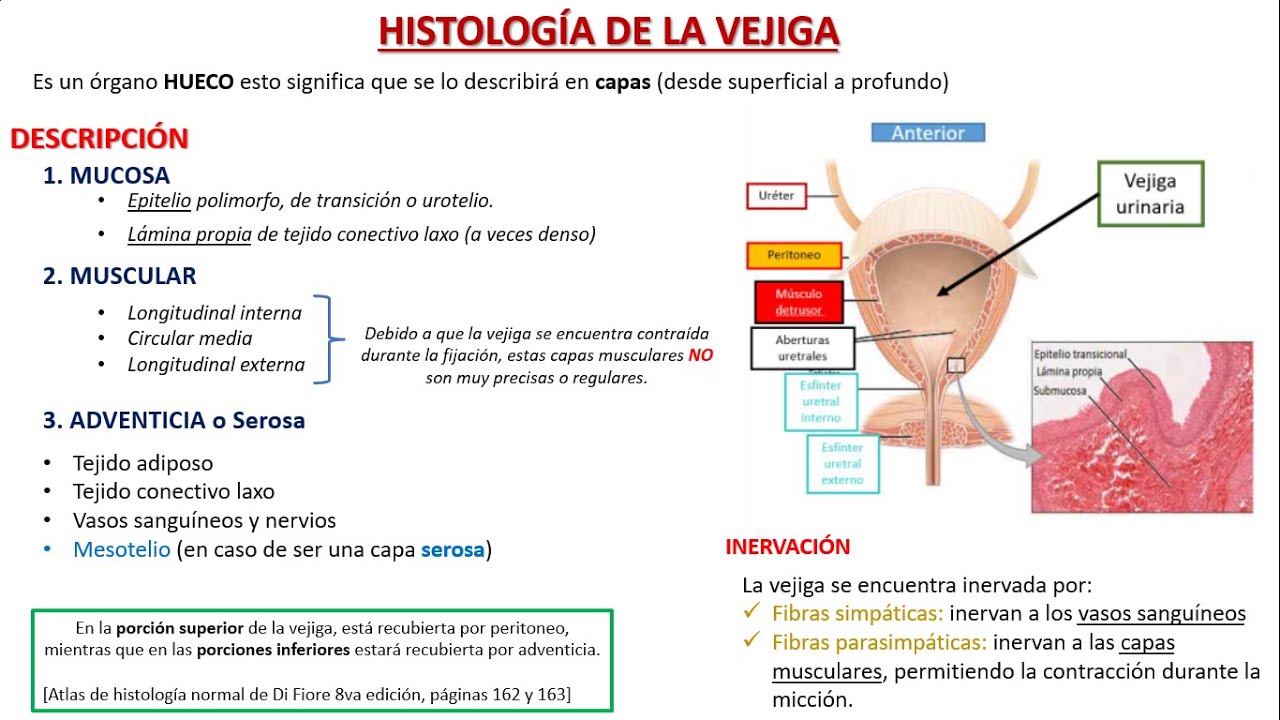 Histología de la Vejiga