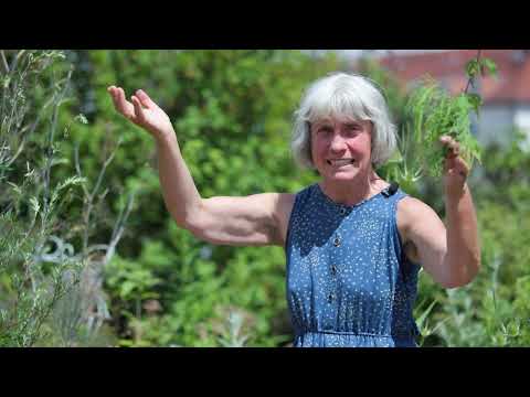 Superfood Brennnessel-Samen - Nutze die Powerpflanze! | Sommer-Kräuter mit Ruth Pfennighaus