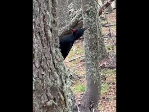 ДЯТЛЫ УШУАЙСКИЕ #argentina #tierradelfuego #ushuaia #findelmundo #canalbeagle #tdf #travel #mountain