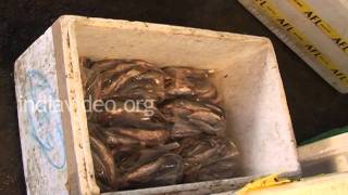 Fish Market in Agartala 