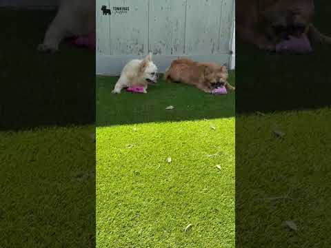 Video 1