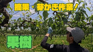 【ルレクチェ】果樹の摘果・芽かき作業！【盈科】