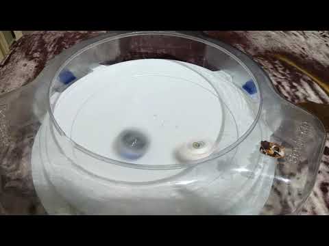 Lost Longinus VS Dragoon Storm (Burst)- Lui VS Tyson - BEYBLADE BURST BATTLE