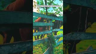 Download lagu Eps 89 | Natural Horse Breeding Documentary #horse #breeding #cavalos #animals #pets #shorts mp3