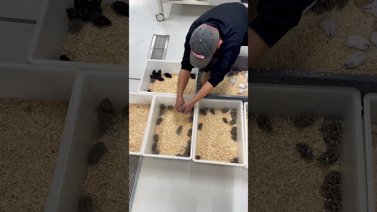 #ハムスター好きと繋がりたい #ハムスター #ハムスター日記 #ハムスターかわいい面白い #かわいい #ハムスターのいる生活 #癒し #ドワーフハムスターショート動画 #ハムスターの赤ちゃん