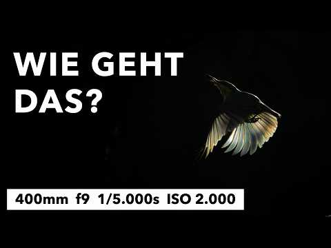 Bird photography in backlight – tips for spectacular lighting moods