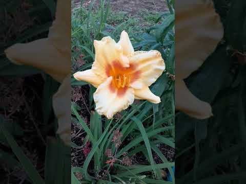 ヘメロカリス シトリン、ヘメロカリス シトリン