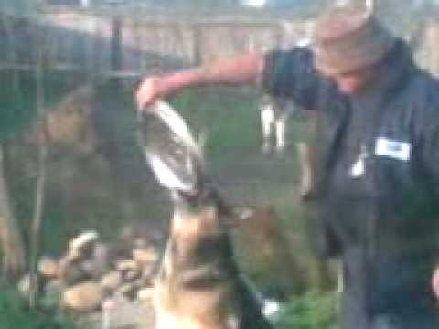 rita de 4 ani face reclama la uzinele mercedes dar an zadar nu a castigan ,,nimic adresa  manolache ,,sat ,cilibiu com golaiesti jud iasi