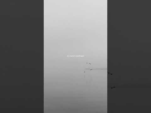 svmp, Gina Livia - i've torn myself apart (vertical lyric video)