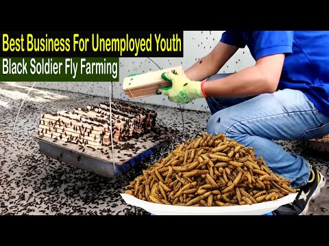 , title : 'Black Soldier Fly Farming - How to Start Business Black Soldier Fly Larvae Farming - Business Ideas'