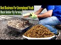Black Soldier Fly Farming How To Start Business Black Soldier Fly Larvae Farming Business Ideas