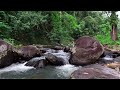 Peaceful Jungle Flow for Stress Relief & Calm Nights