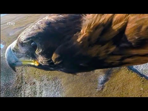 Fauna Ibérica: Prisioneros del frío | Documental rtve