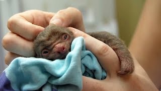 World's Cutest Baby Animals | BBC Earth