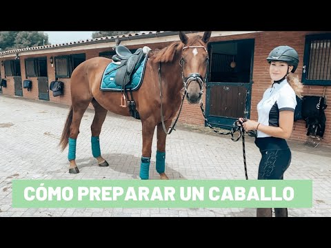 Cómo preparar un caballo || Tutorial