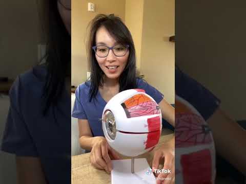 Basic Eye Anatomy by Vicki Chan MD