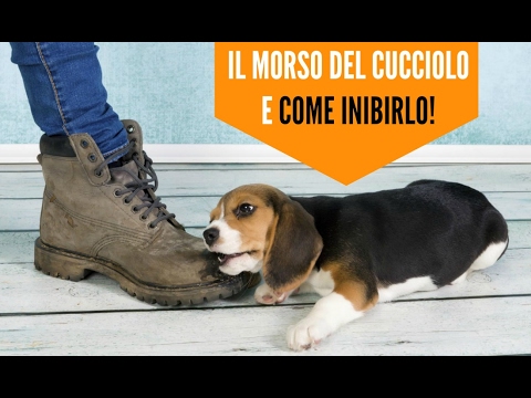 Quali parassiti sono in caviale rosso Prevenzione per bambini da parassiti