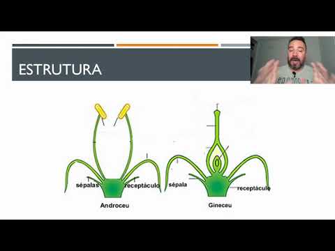 BOTÂNICA AULA 6   ANGIOSPERMAS PARTE 1   CARACTERÍSTICAS GERAIS E ESTRUTURA
