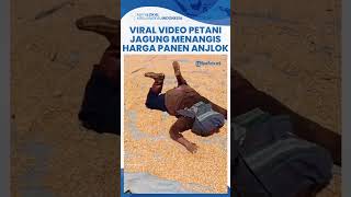 Viral Video Petani Jagung Menangis Histeris, Harga Panen Anjlok, Meraung di Atas Hasil Panen