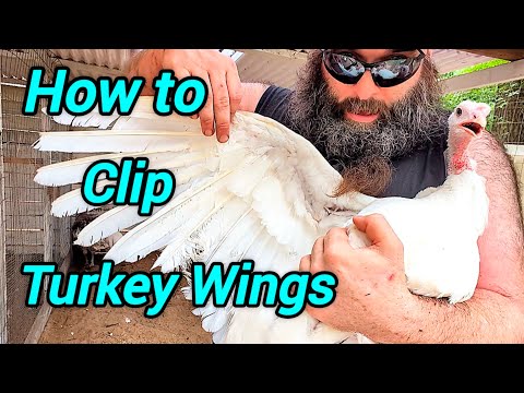 Easy Turkey Wing Clipping for Beginners (Step-by-step How to Guide)