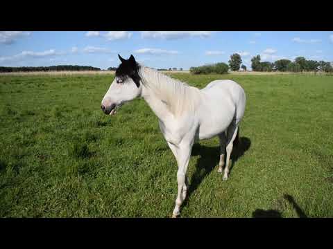 Buttertreehorses  26.05.2020 Nics Pari Sparkle