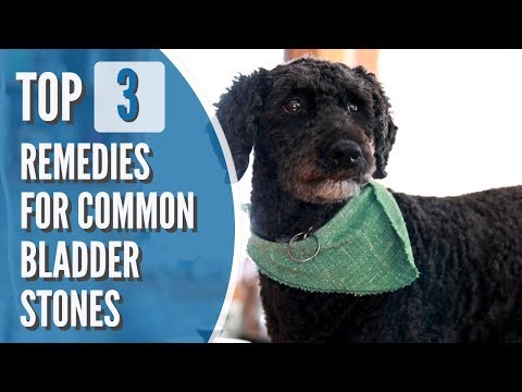 Bladder Stones in Dogs and Cats: Top 3 Effective Remedies