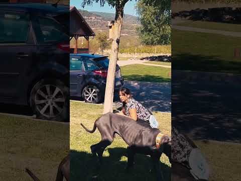 Great Dane puppy for sale