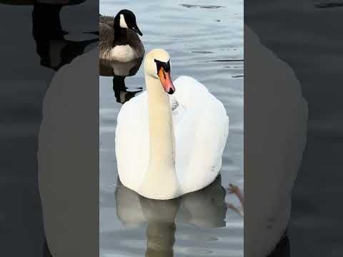 El lago está lleno de patos y gansos