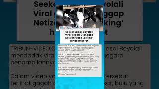 Viral di Media Sosial, Seekor Sapi asal Boyolali Disebut Warganet Memiliki Tampang Good Looking