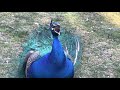 How Peacock Makes a Love Call